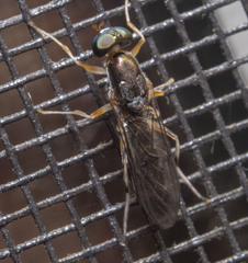 Merosargus caeruleifrons