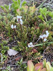 Cardamine bellidifolia