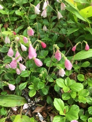 Linnaea borealis longiflora