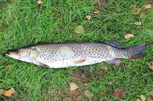 Amur Pike