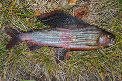 Thymallus tugarinae