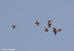 Pterocles senegallus