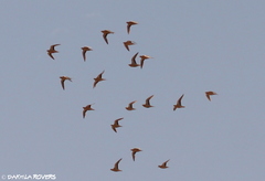 Pterocles senegallus