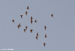 Pterocles senegallus