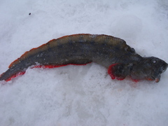 Anarhichas orientalis