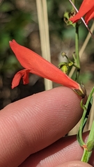 Penstemon barbatus torreyi