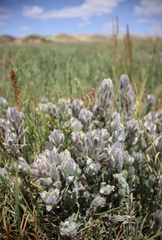 Chloropyron molle molle