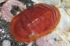Lepidozona interstincta