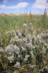 Chloropyron molle molle