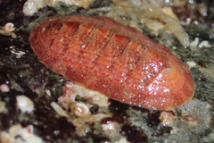Tripoplax trifida