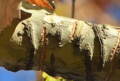 Callosciurus erythraeus