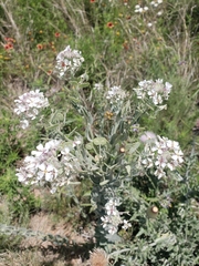 Dimorphocarpa candicans