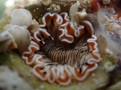 Prostheceraeus crozieri