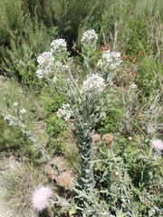 Dimorphocarpa candicans