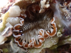 Prostheceraeus crozieri