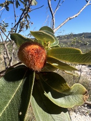 Marcetieae