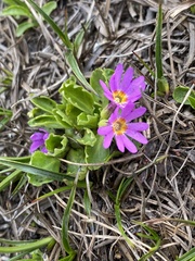 Primula cuneifolia