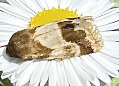 Schinia lynx
