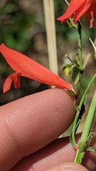 Penstemon barbatus torreyi
