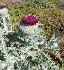 Cirsium occidentale compactum