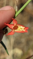 Penstemon barbatus torreyi