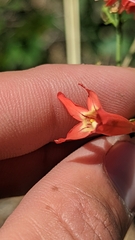 Penstemon barbatus torreyi