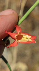 Penstemon barbatus torreyi