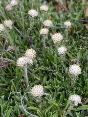 Antennaria monocephala
