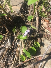 Viola epipsiloides