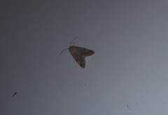 Heliothis nubigera