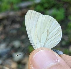 Pieris marginalis venosa