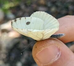 Pieris marginalis venosa
