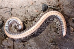 Californiulus