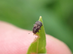 Eusphyrus walshi