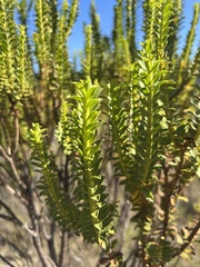Lavoisiera