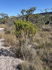 Lavoisiera