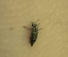 Yakuhananomia bidentata