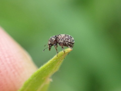 Eusphyrus walshi
