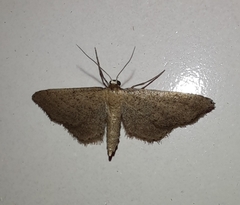 Idaea infirmaria