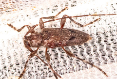 Eutrichillus biguttatus