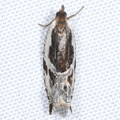 Ancylis simuloides