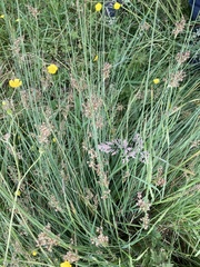 Juncus inflexus