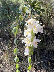 Deianira pallescens