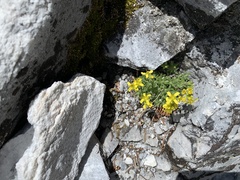 Draba pterosperma