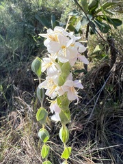 Deianira pallescens
