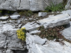 Draba pterosperma