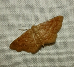 Idaea belemiata