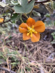 Fremontodendron decumbens