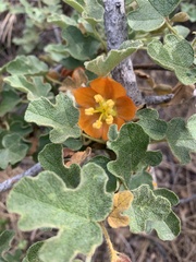 Fremontodendron decumbens
