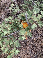 Fremontodendron decumbens